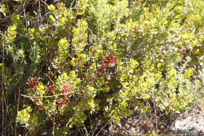 Crassula fascicularis, photographed by Tony Rebelo
