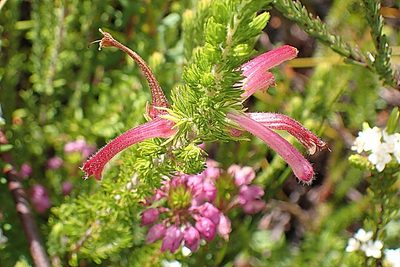 Erica curviflora, photographed by Di Turner