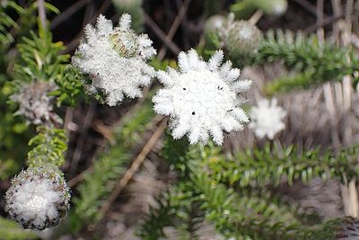 Phylica curvifolia, photographed by Di Turner