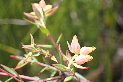 Penaea acutifolia, photographed by Di Turner