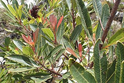 Laurophyllus capensis, photographed by Di Turner