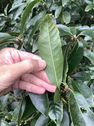 Lithocarpus brevicaudatus, photographed by 呂一起(Lyu yi-chi)