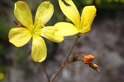 Linum africanum, photographed by Di Turner