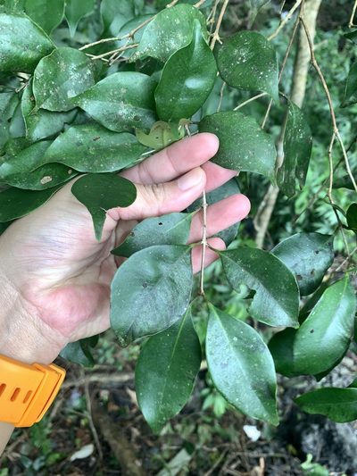 Syzygium euphlebium, photographed by 呂一起(Lyu yi-chi)