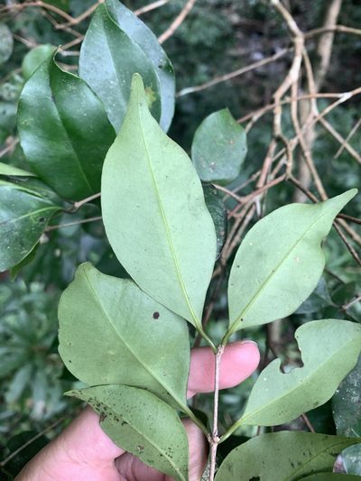 Syzygium euphlebium, photographed by 呂一起(Lyu yi-chi)