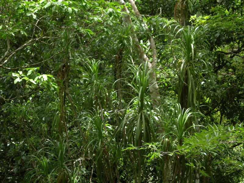 Beaucarnea goldmanii, photographed by Neptalí Ramírez Marcial