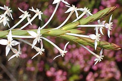 Struthiola myrsinites, photographed by Di Turner