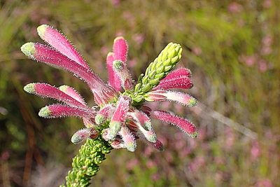 Erica densifolia, photographed by Di Turner