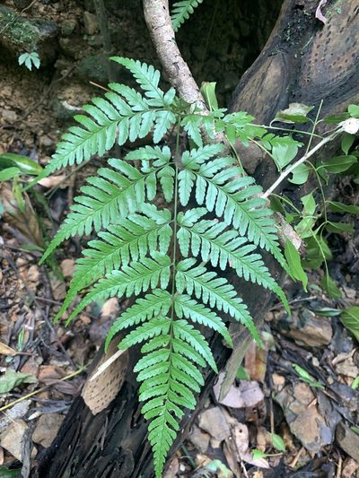 Dryopteris sparsa, photographed by 呂一起(Lyu yi-chi)