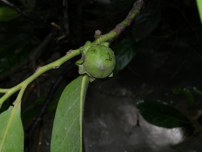 Diospyros nigra, photographed by Neptalí Ramírez Marcial