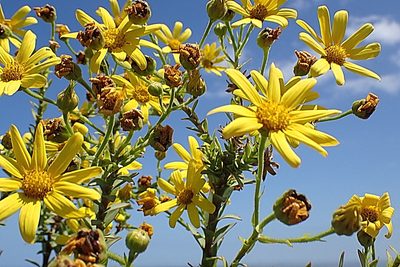 Osteospermum corymbosum, photographed by Di Turner
