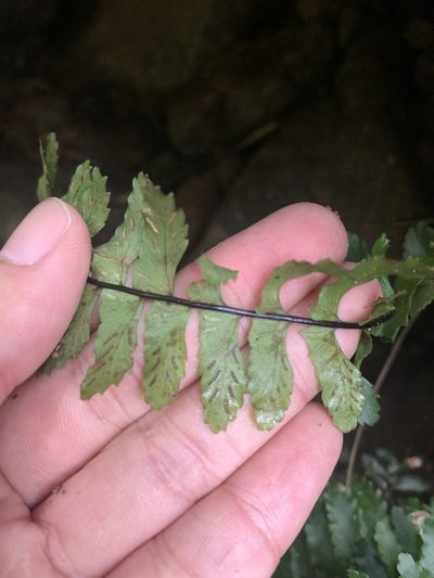 Hymenasplenium apogamum, photographed by 呂一起(Lyu yi-chi)