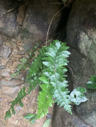 Hymenasplenium apogamum, photographed by 呂一起(Lyu yi-chi)