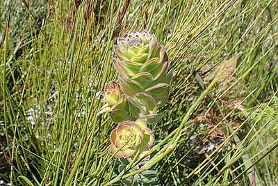 Mimetes pauciflorus, photographed by Di Turner
