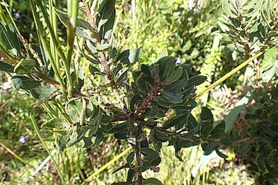 Myrica humilis, photographed by Di Turner