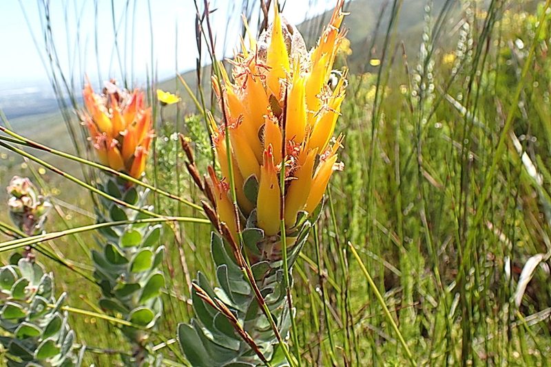 Mimetes pauciflorus, photographed by Di Turner