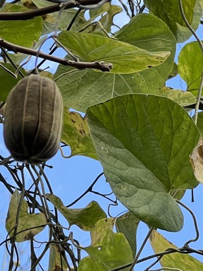 Aristolochia tomentosa, photographed by pamelabarnabee