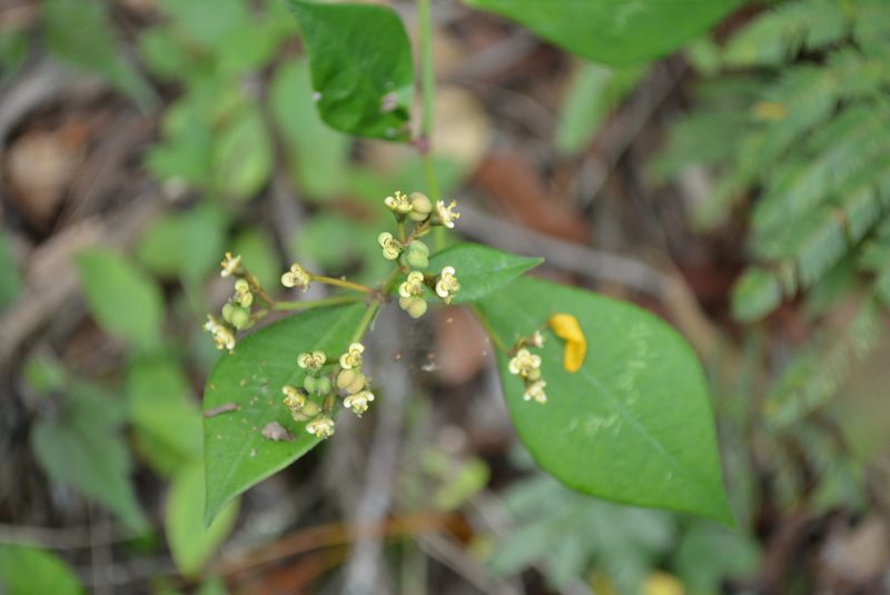Euphorbia lancifolia, photographed by Neptalí Ramírez Marcial