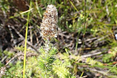 Stoebe alopecuroides, photographed by Di Turner