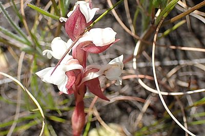 Satyrium acuminatum, photographed by Di Turner