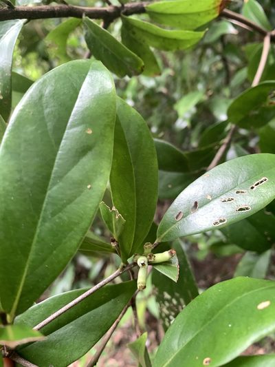 Symplocos glomerata, photographed by 呂一起(Lyu yi-chi)