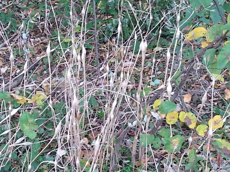 Chaerophyllum nodosum, photographed by Anna Petrosyan