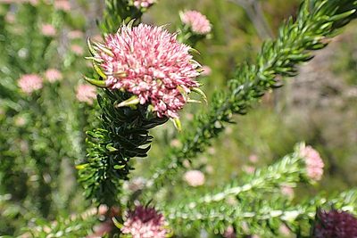 Metalasia trivialis, photographed by Di Turner