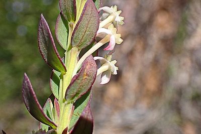Struthiola ciliata, photographed by Di Turner