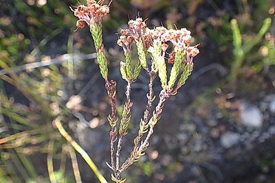 Erica seriphiifolia, photographed by Di Turner