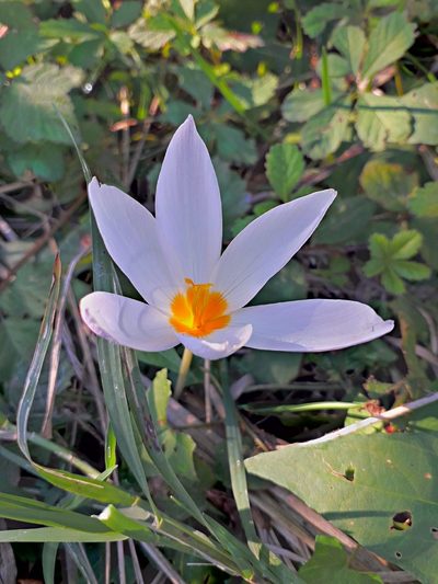 Crocus caspius, photographed by ㅤ‌