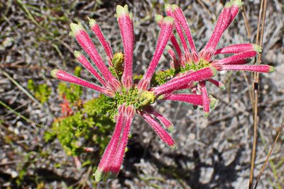 Erica densifolia, photographed by Di Turner