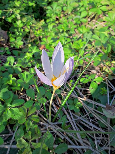 Crocus caspius, photographed by ㅤ‌