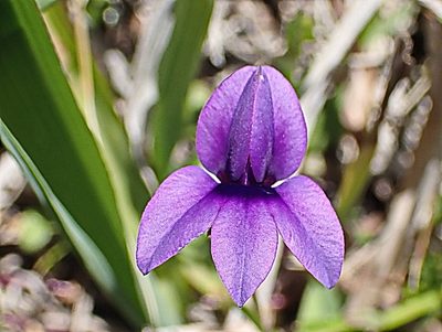 Monopsis unidentata, photographed by Di Turner