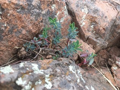 Euphorbia portulacoides, photographed by Valentín Alfano