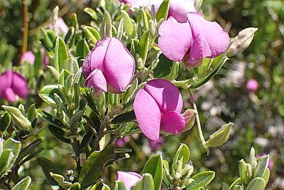 Podalyria buxifolia, photographed by Di Turner