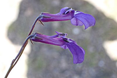 Lobelia tomentosa, photographed by Di Turner