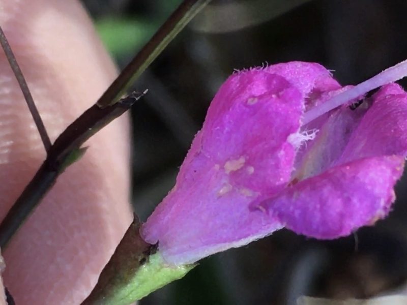 Agalinis tenuifolia, photographed by Becky Dill