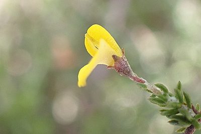 Aspalathus rubens, photographed by Di Turner