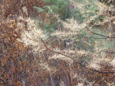 Larix occidentalis, photographed by dougbrown