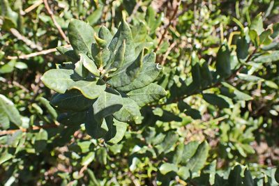 Myrica humilis, photographed by Di Turner