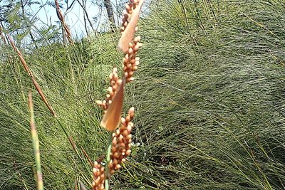 Cannomois virgata, photographed by Di Turner