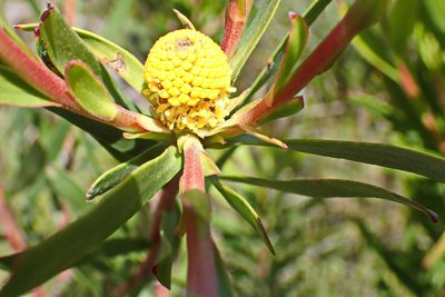Leucadendron eucalyptifolium, photographed by Di Turner