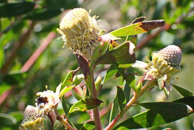 Leucadendron conicum, photographed by Di Turner