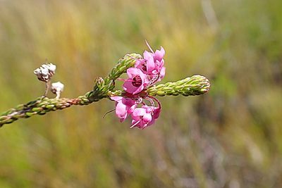 Erica seriphiifolia, photographed by Di Turner