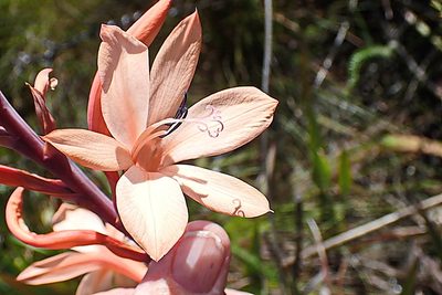 Watsonia fourcadei, photographed by Di Turner