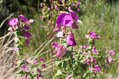 Polygala fruticosa, photographed by Di Turner