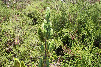 Anthospermum aethiopicum, photographed by Di Turner