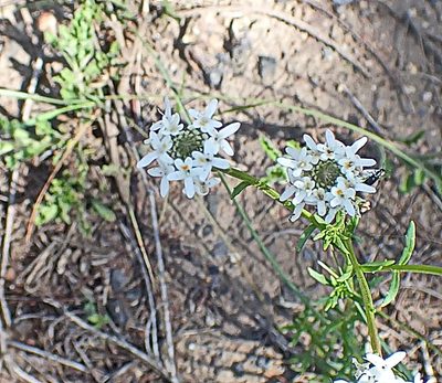 Pseudoselago outeniquensis, photographed by Di Turner