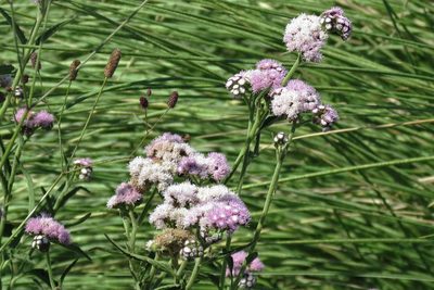 Barrosoa candolleana, photographed by Hugo Hulsberg