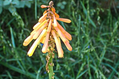 Kniphofia uvaria, photographed by Di Turner